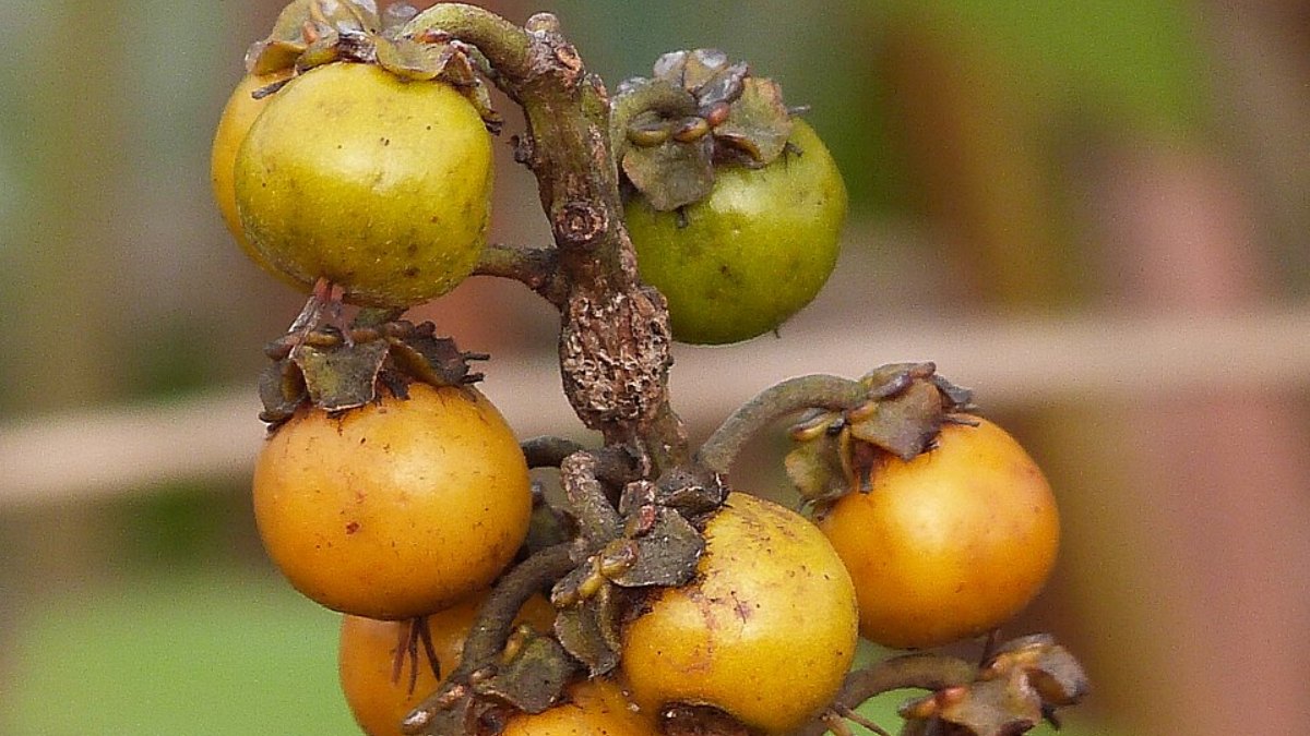 Seu sabor doce e levemente marcante faz sucesso principalmente nos dias quentes, quando aparece em sucos, sorvetes e sobremesas caseiras (Foto: Evaldo Resende/Wikimedia Commons)
