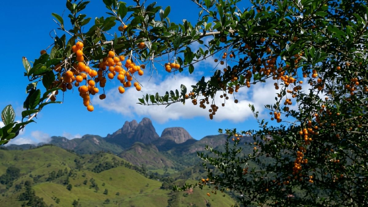 Além de refrescante, o murici também chama atenção pelo valor nutricional (Foto: Jorge Antonio de Oliveira Vicente/Wikimedia Commons)
