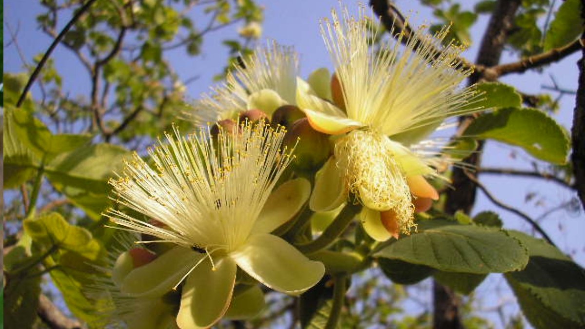 O pequi é um fruto típico do Cerrado brasileiro, conhecido pelo aroma marcante e pelo sabor intenso (Foto: Conrado/Wikimedia Commons)