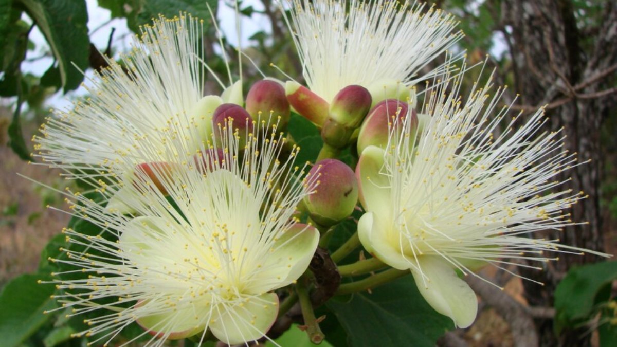 Fruto típico do Cerrado também apresenta compostos que ajudam no controle da inflamação e do colesterol