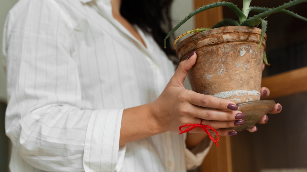 Esse resíduo aparece com o tempo, principalmente quando a rega é frequente e há uso de fertilizantes minerais (Foto: Freepik)