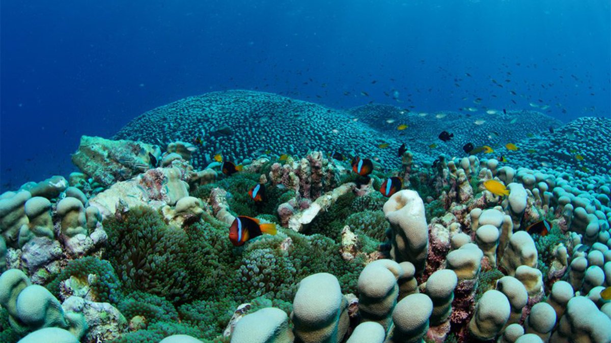 Durante uma expedição na Grande Barreira de Corais, na costa da Austrália, uma equipe encontrou a maior colônia de coral já documentada no planeta