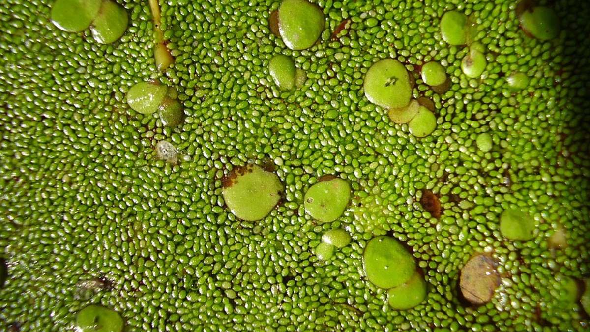 O cultivo ainda é limitado, mas a presença da planta em diferentes regiões do planeta indica potencial para ampliar sua produção nos próximos anos (Foto: Vasyliuk Oleksijr/Wikimedia Commons)