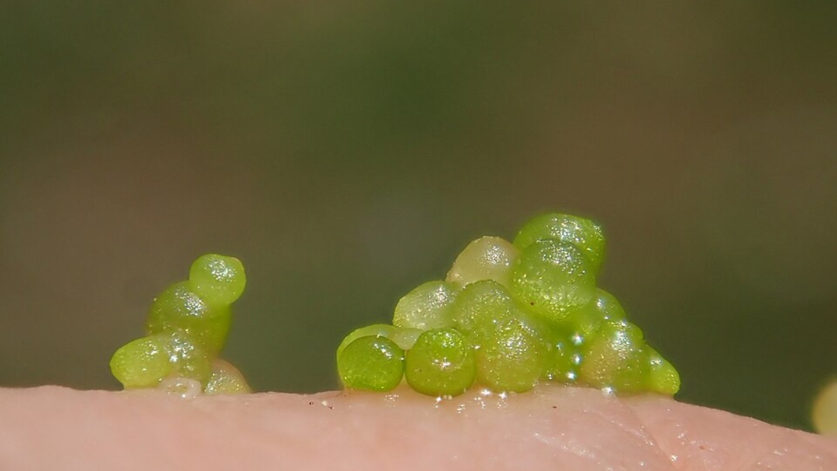 Apesar do tamanho, a espécie desperta interesse por seu teor de proteínas e pela possibilidade de uso na alimentação humana (Foto: Christian Berg/Wikimedia Commons)