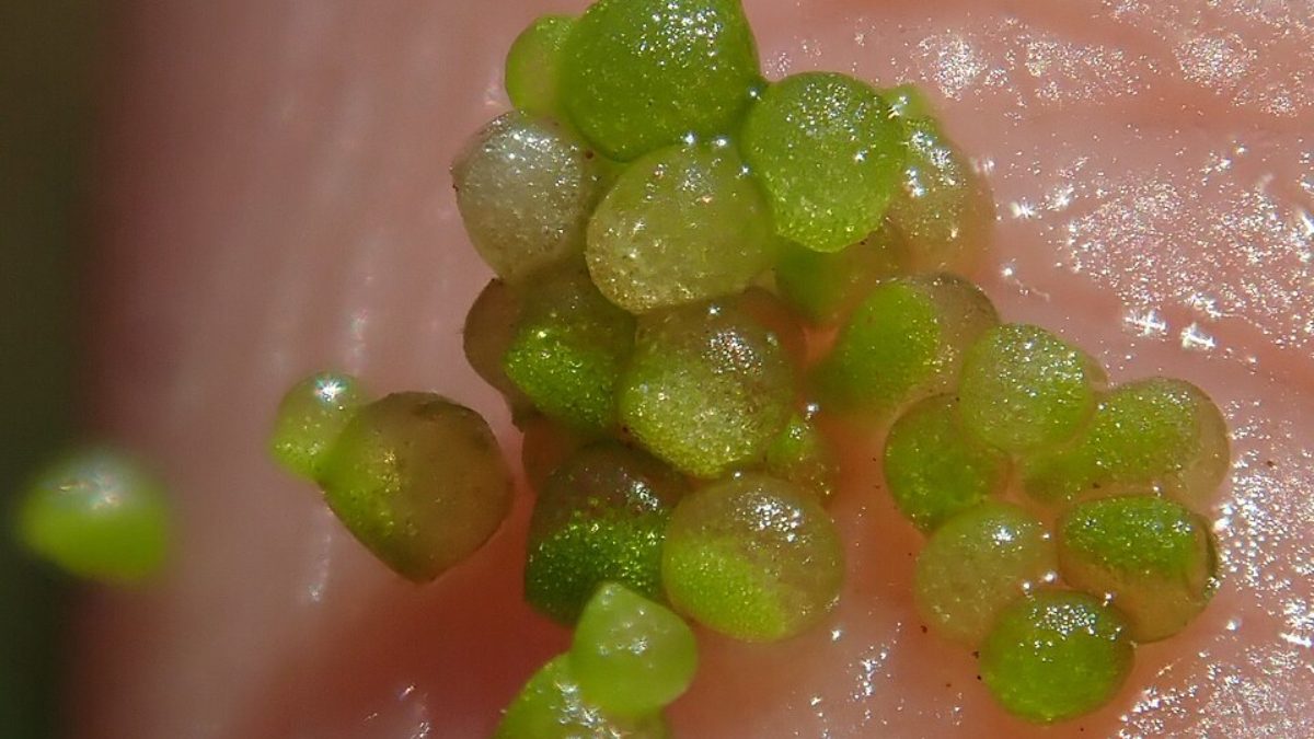 Uma estrutura microscópica, menor que um grão de sal, chama a atenção de pesquisadores por reunir nutrientes importantes em um volume quase invisível (Foto: Christian Berg/Wikimedia Commons)