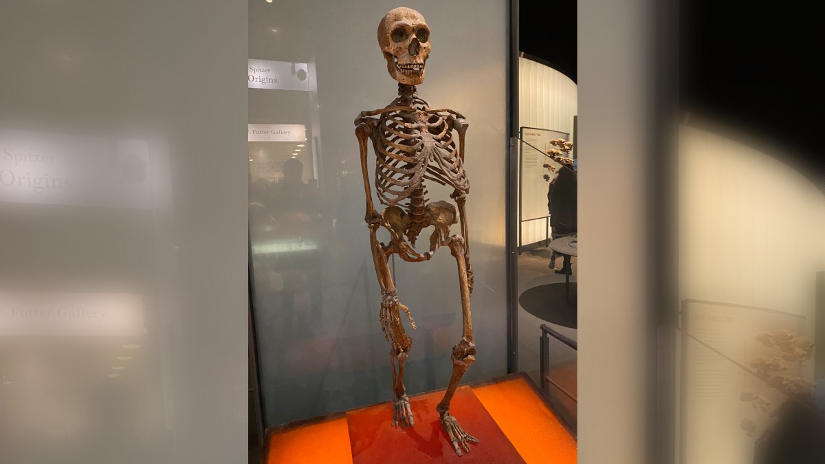 Esqueleto composto de Neandertal no Museu Americano de História Natural. Foto: Wikimedia Commons