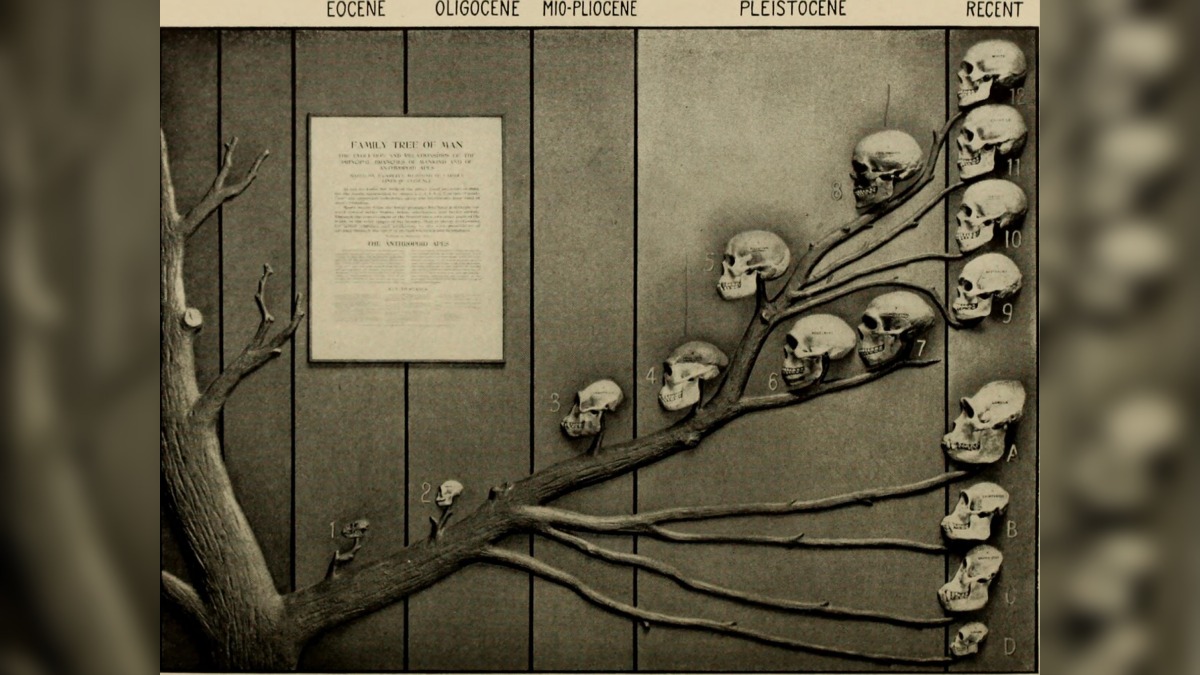 Exposição "A Árvore Genealógica do Homem" de William K. Gregory no Museu Americano de História Natural.
