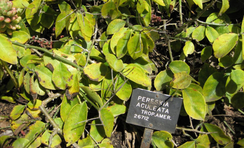 Pesquisas investigam efeitos sobre inflamação, pele, cicatrização e estresse oxidativo; em várias frentes os achados permanecem iniciais. Foto: Wikimedia Commons