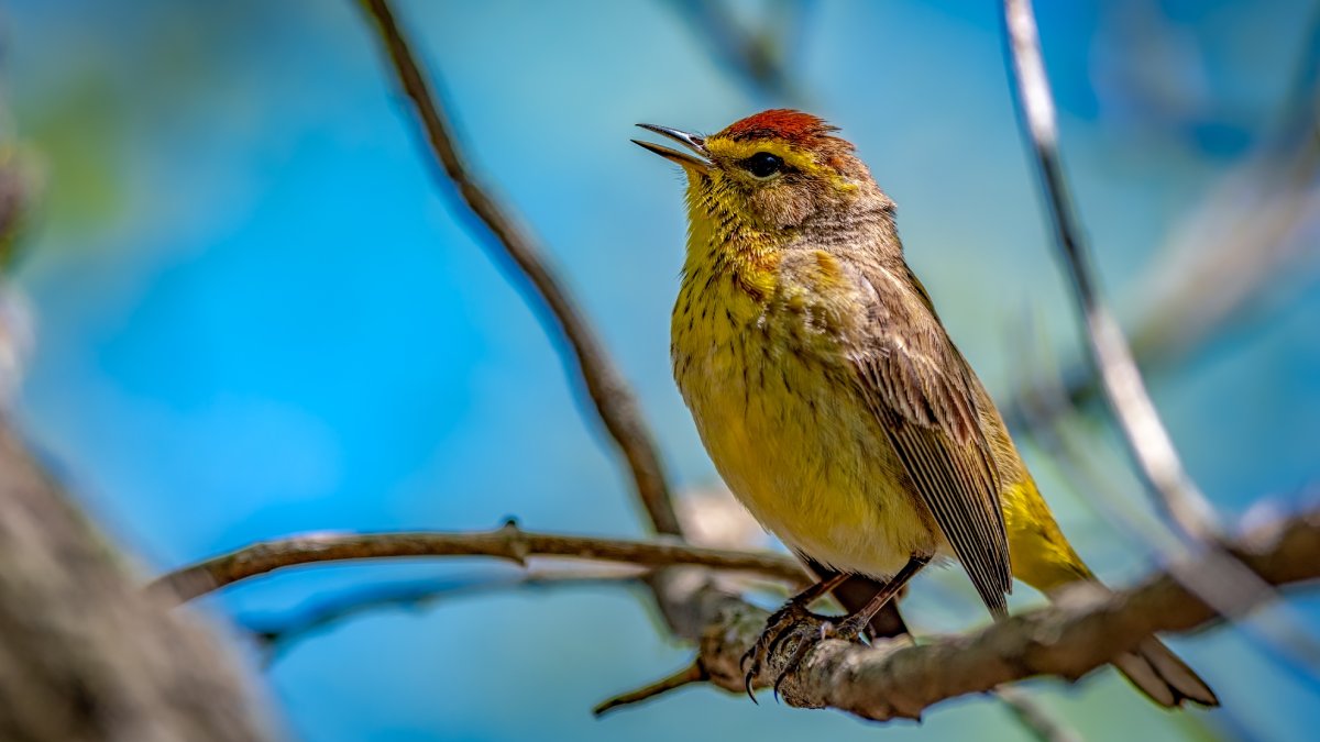 As aves cantam ao longo do dia para se comunicar, marcar território, atrair parceiros e alertar sobre ameaças