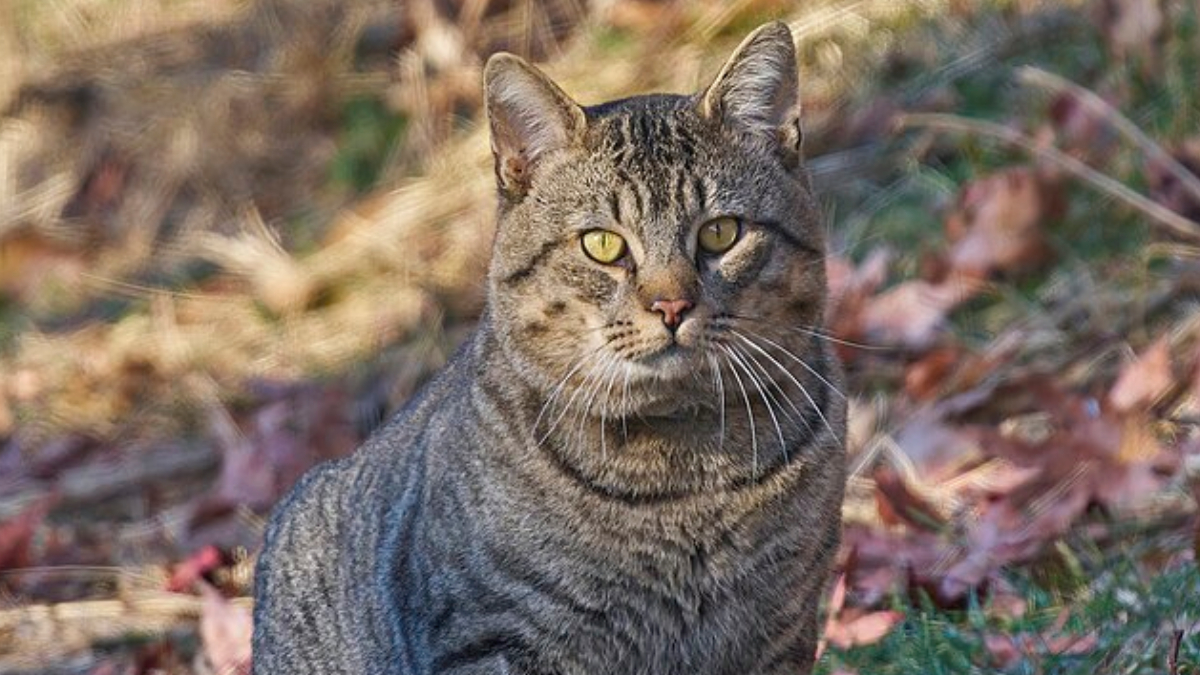 Gatos de rua são os principais transmissores da Sporothrix brasiliensis (Foto: Paulo Danese? Wikimedia Commons)