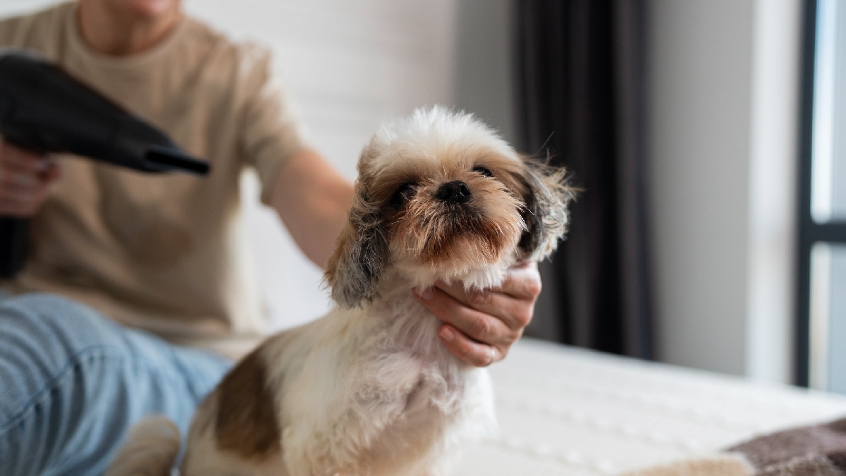 Banhos na medida certa: o banho ajuda a retirar sujeira e pelos soltos, mas o excesso pode ser prejudicial e ressecar a pele. O ideal é seguir a recomendação de um veterinário para cada espécie - (Freepik)