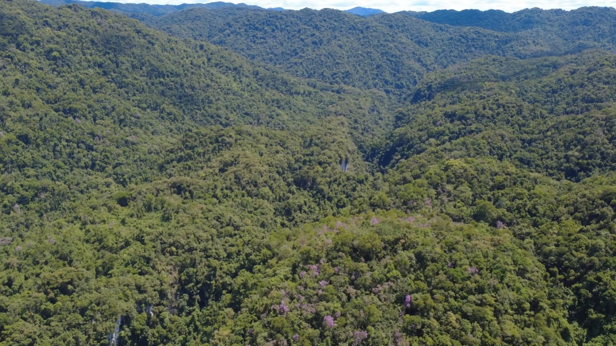 Criado em 1958, o Petar é um dos refúgios ecológicos mais importantes do Brasil, abrigando mais de 350 cavernas catalogadas, rios subterrâneos e uma biodiversidade riquíssima.