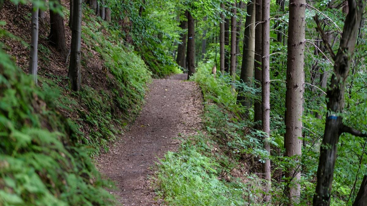 Percursos a pé por trilhas da região revelam cenários pouco explorados do litoral paulista (Foto: Pexels)