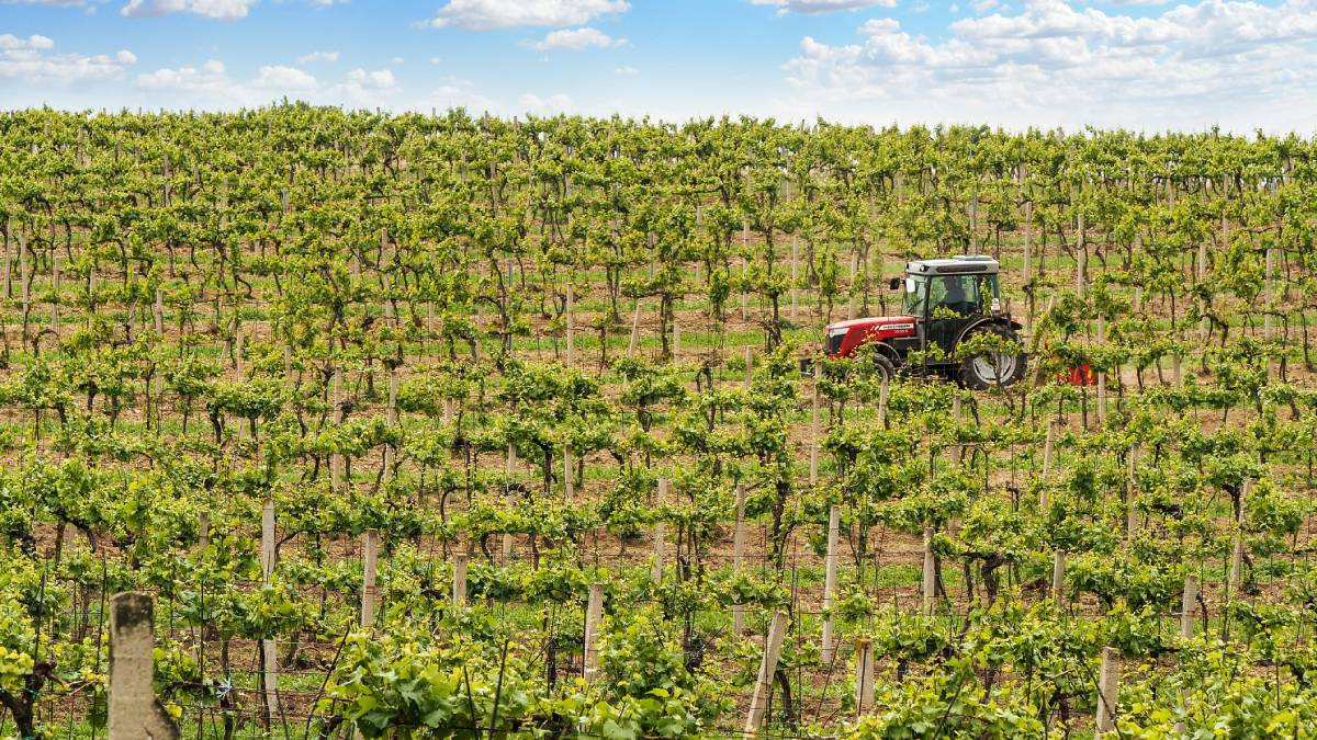 Vinho se espalhou junto com a agricultura, o comércio e a ocupação de novas paisagens (Foto: Freepik)