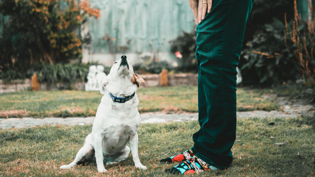 Custos com cuidados de pets fazem parte do orçamento, mas ficam fora das deduções fiscais (Foto: Pexels)
