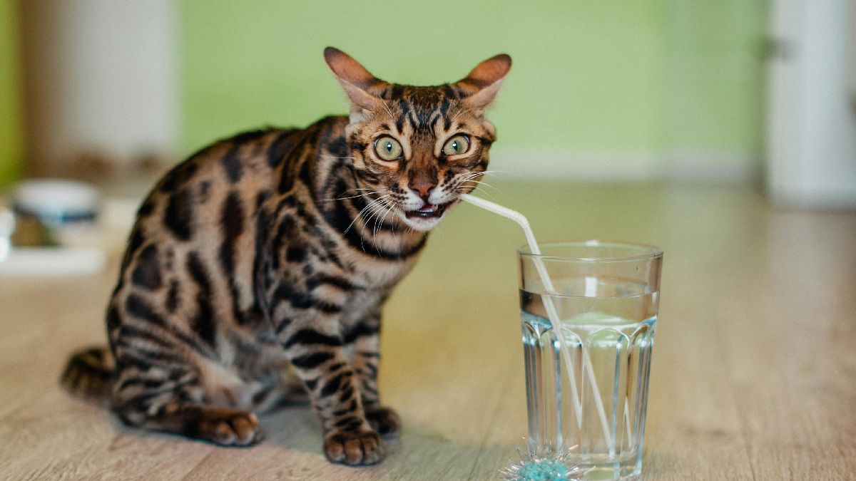 Se o consumo continuar baixo, a orientação veterinária é o caminho mais seguro. Fotos: Pexels