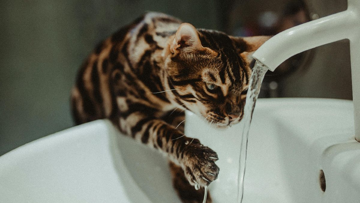 Gatos costumam sentir menos sede e podem beber menos água do que o necessário.