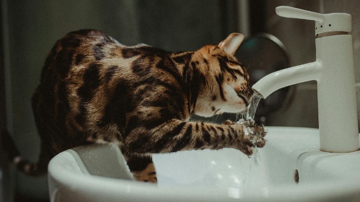 Mais potes, água fresca e fontes podem deixar a hidratação mais atraente.
