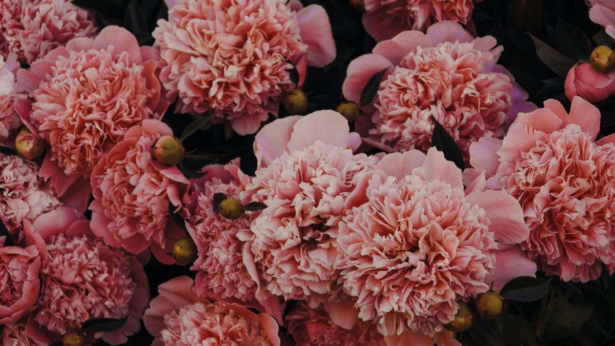 Do cravo de janeiro à rosa de junho, tradição associa flores a significados especiais. Foto: Pexels