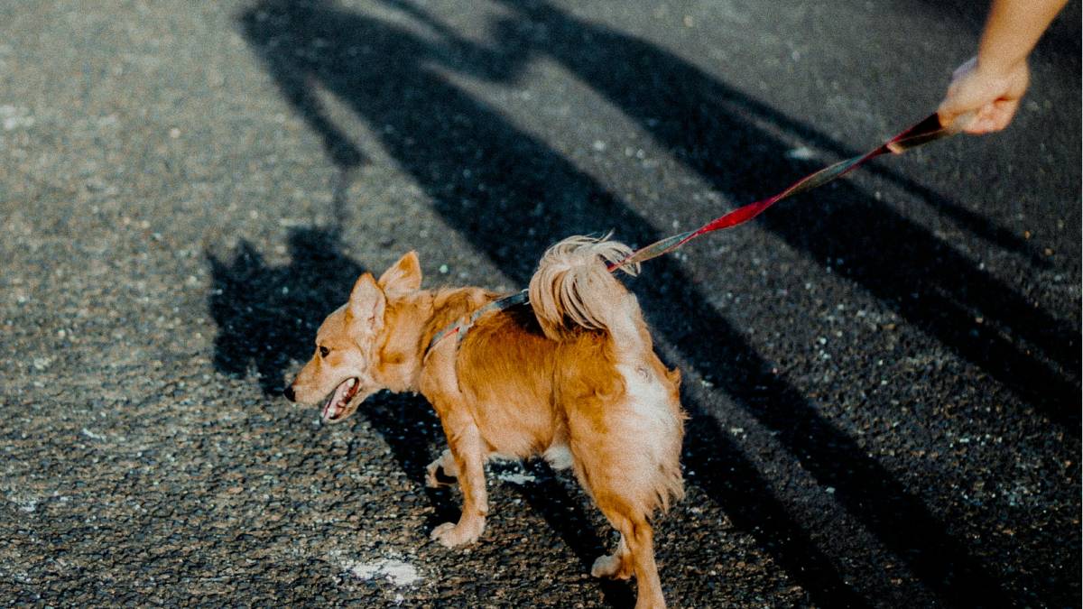 Na cidade de Bolzano, no norte da Itália, autoridades analisam a criação de uma taxa para cães que circularem pelo município