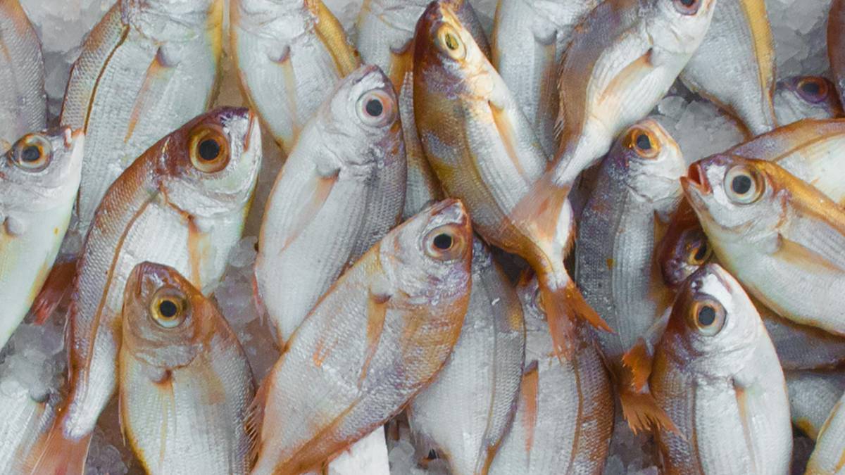 Mercados de peixe ajudam a entender por que o frescor é um dos pontos mais valorizados em pratos como a meca santista (Foto: Pexels)