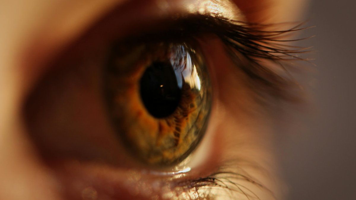 Pesquisadores sugerem que os olhos dos vertebrados podem ter surgido a partir de um organismo marinho simples com apenas um ponto sensível à luz no topo da cabeça (Foto: Marc Schulte/Pexels)