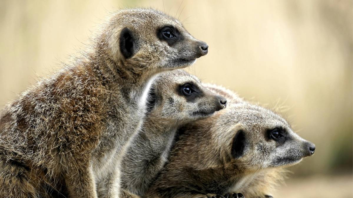 Os suricatos são conhecidos pelo hábito de vigiar o ambiente em pé, traço que ajudou a tornar Timão tão reconhecível (Foto: Pexels)