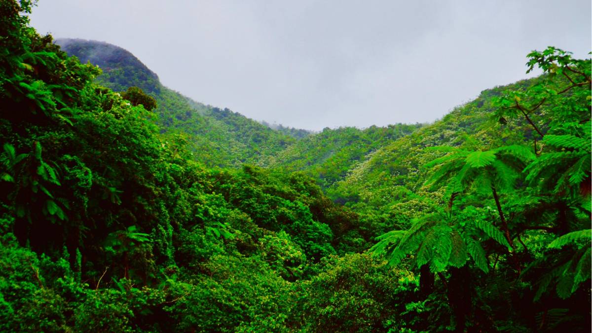 A resposta pode estar em um lugar simples, o solo. Mais especificamente, em ambientes como a Amazônia, onde microrganismos travam uma verdadeira "guerra química" há milhões de anos (Fotos: Pexels)