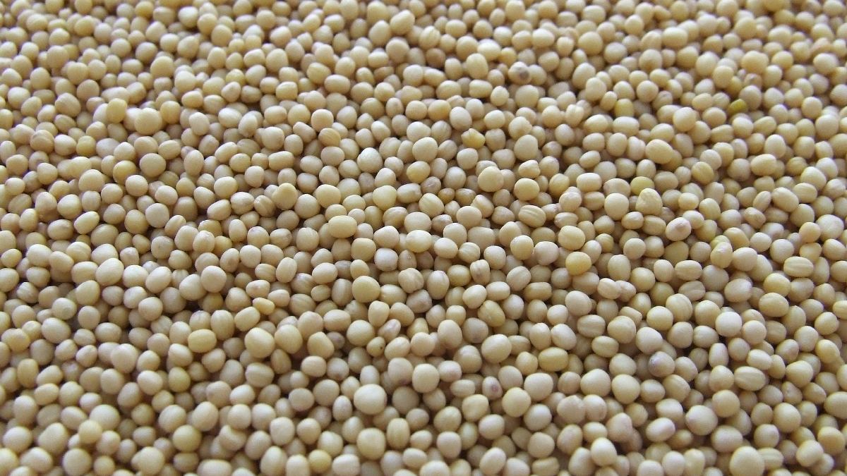 O material ainda não está no mercado. Antes, precisará passar por testes de campo em diferentes regiões produtoras.