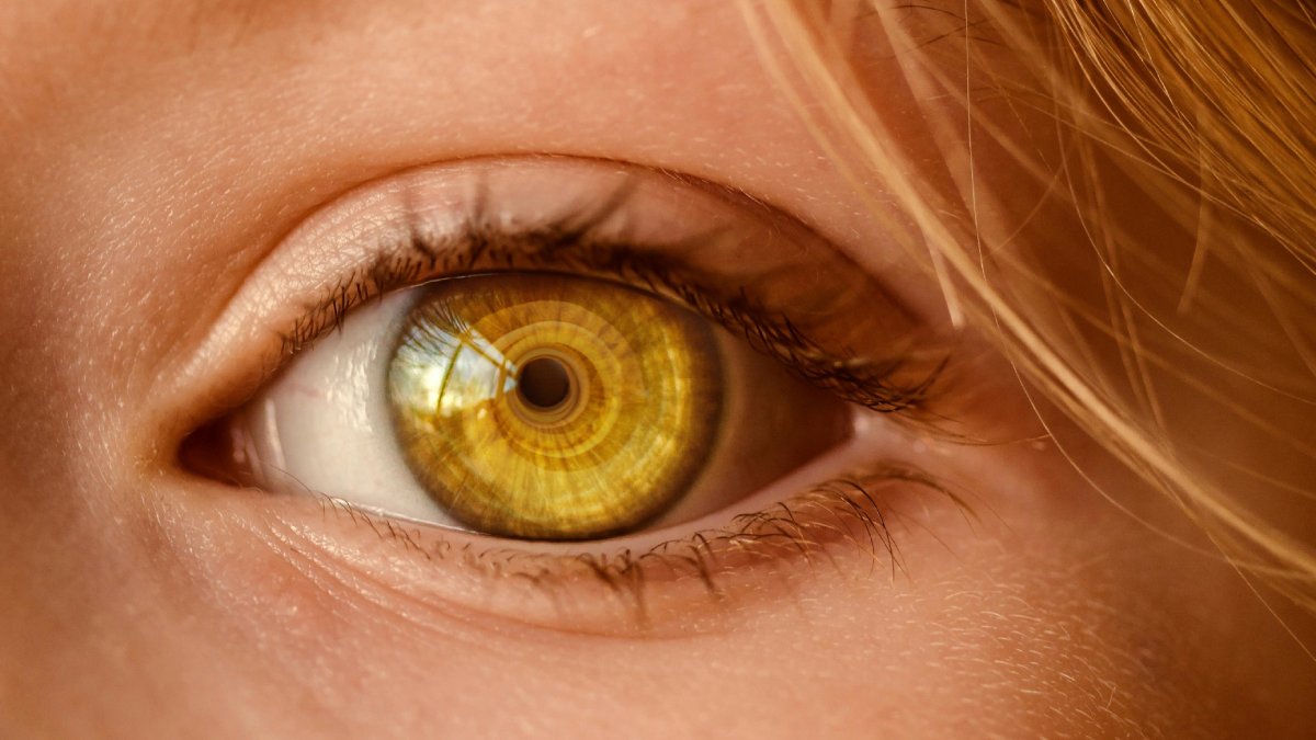 O estudo indica que estruturas simples podem evoluir ao longo do tempo até formar órgãos complexos, como os olhos capazes de formar imagens que existem hoje (Foto: Pixabay/Pexels)