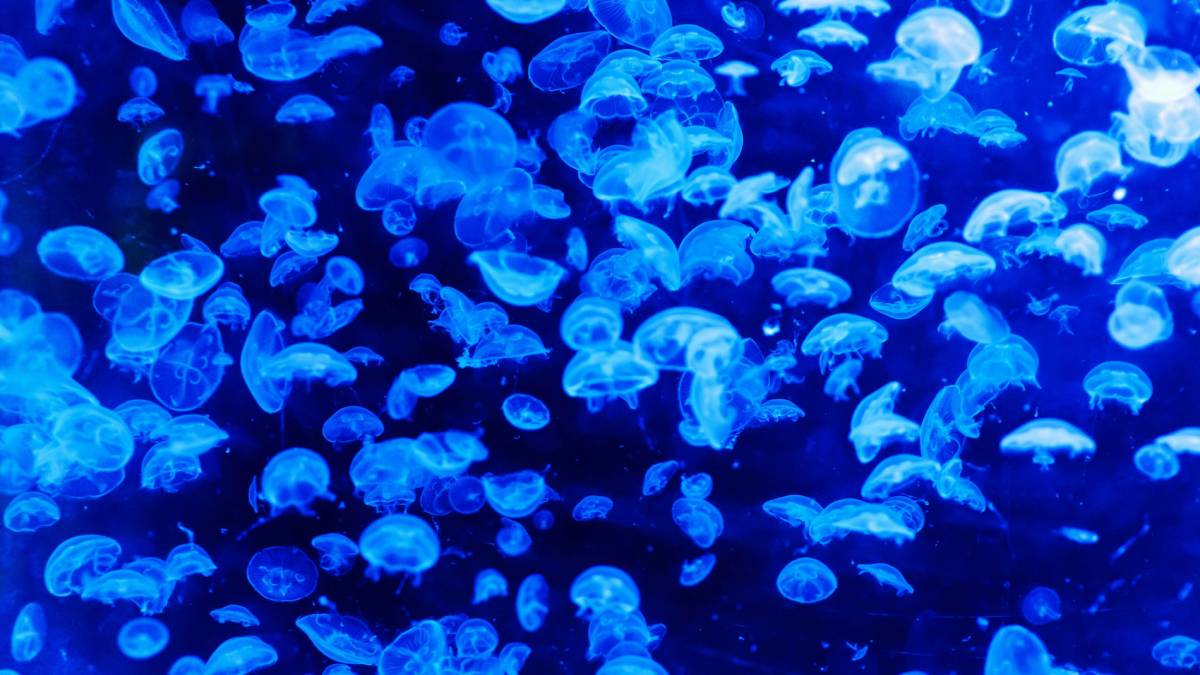 A exploração humana do Challenger Deep ainda é rara e tecnicamente muito desafiadora (Foto: Pexels)