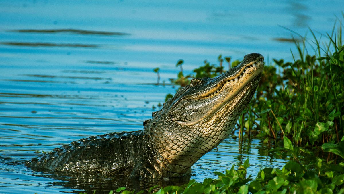 Em espécies brasileiras estudadas, a temperatura de incubação influencia diretamente o sexo dos filhotes. Foto: Freepik