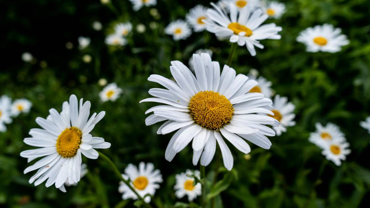 Cada mês do ano tem uma flor simbólica descubra qual representa a sua data de nascimento. Foto: Pexels
