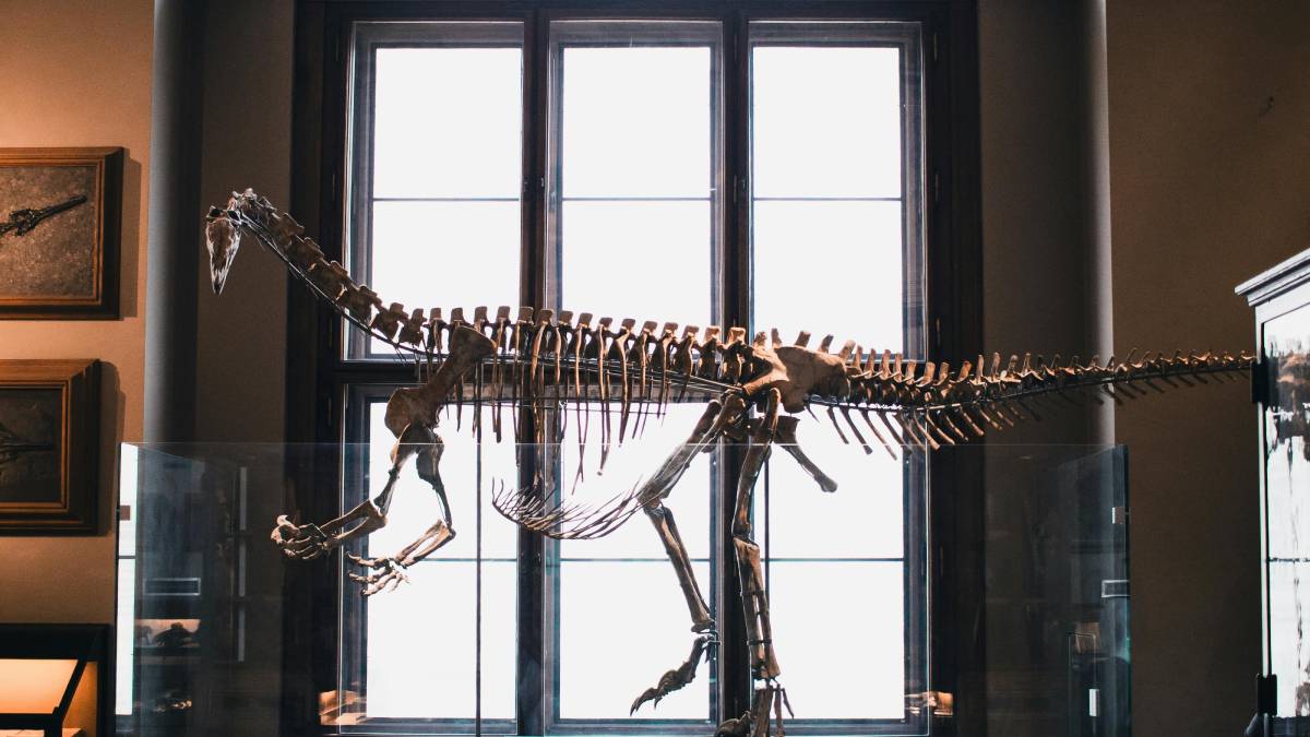 A montagem de ossos em museus costuma destacar como fragmentos se tornam pistas sobre anatomia e comportamento (Foto: Pexels)