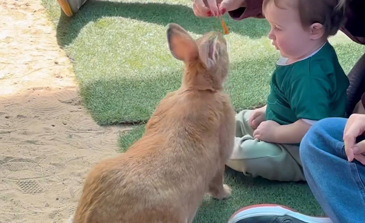 Alimentar coelhos na mão em Cotia tira as crianças das telas na Páscoa /Reprodução/Instagram