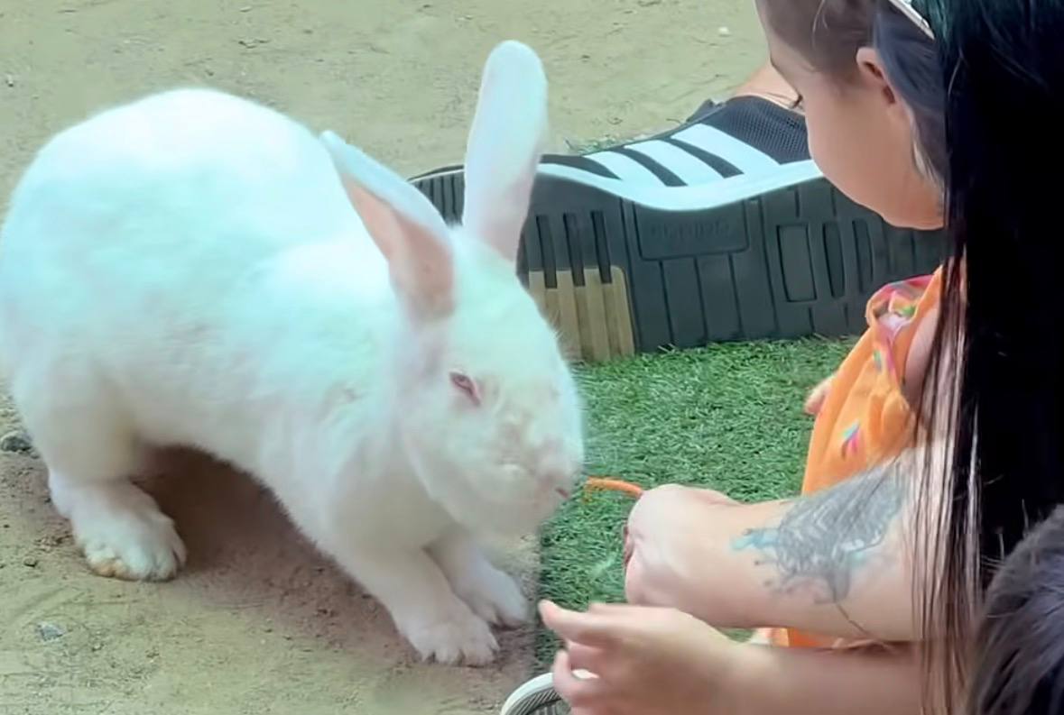 Crianças alimentam coelhos na mão em passeio encantador perto de São Paulo /Reprodução/Instagram