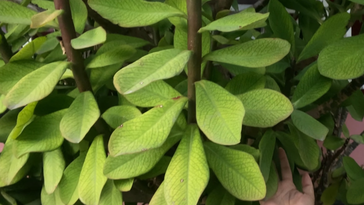 Comum em quintais e biomas como o Cerrado e a Caatinga, a planta é cercada pela crença em seu poder curativo, especialmente contra tumores.
