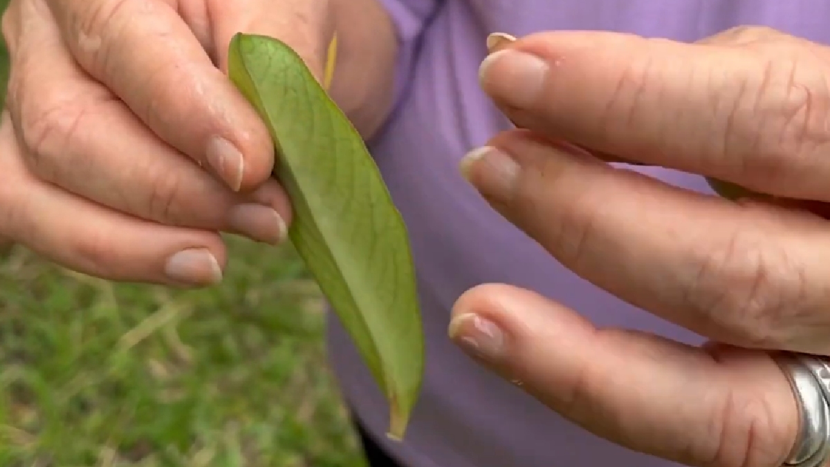 Sem ensaios clínicos controlados, o uso da planta como terapia antineoplásica não possui respaldo científico ou regulatório. - (Fotos: Reprodução/YouTube)