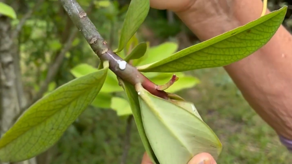 Embora o látex da planta possua compostos promissores, seu uso medicinal ainda carece de validação segura para humanos.