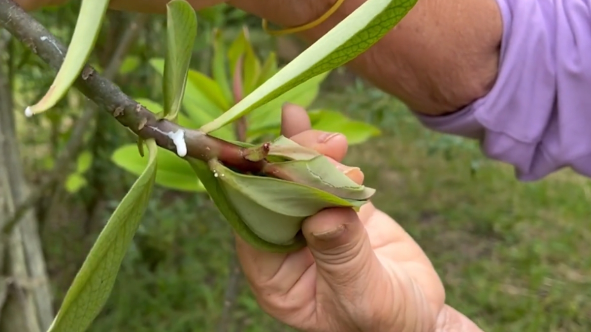 Pesquisadores e médicos alertam que, embora o látex da planta possua compostos promissores, seu uso medicinal ainda carece de validação segura para humanos.
