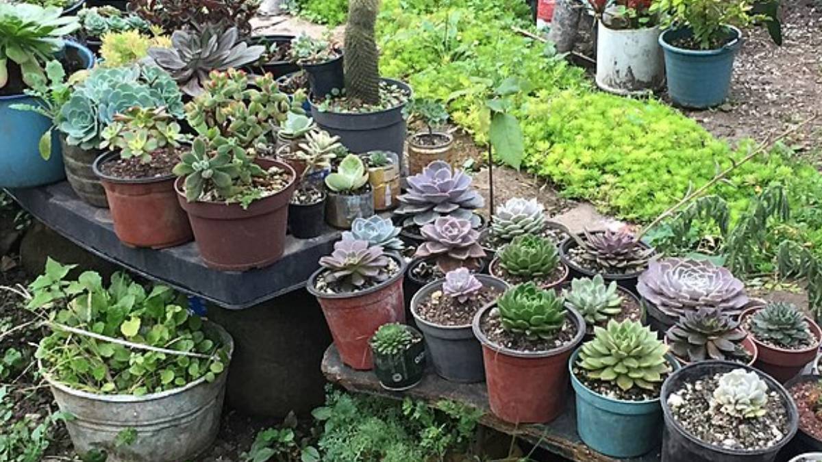 Rotinas simples de manutenção ajudam a manter as plantas saudáveis por mais tempo (Divulgação: Xilotl May/ Wikimedia Commons)