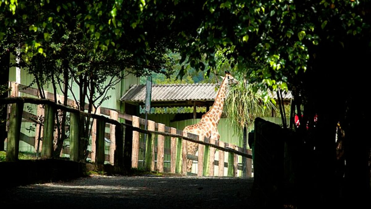 Renato_Soares_do_Zoo_de_Pomerode_SC_(40847488382)