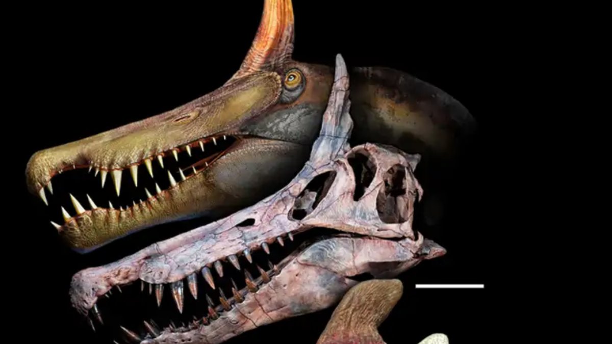 A descoberta, publicada na revista Science, marca um avanço importante e abre novas questões sobre a evolução dos dinossauros gigantes (Foto: Dani Navarro/Universidade de Chicago)
