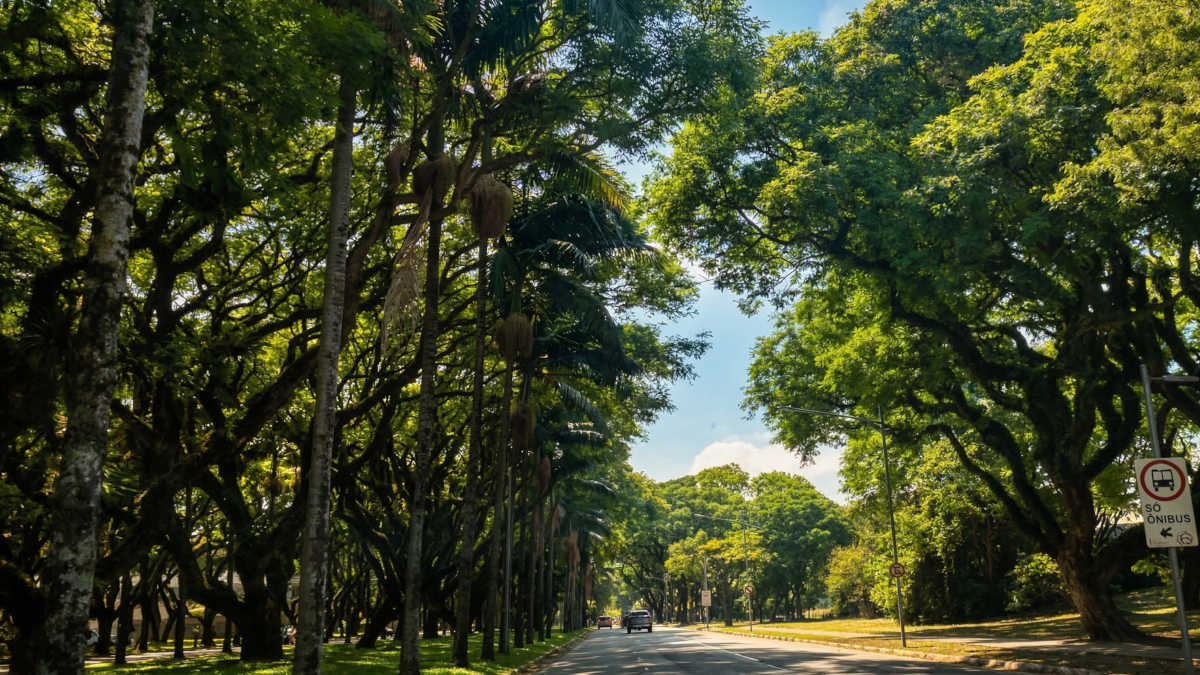Árvores ajudam a elevar a umidade do ar e a reduzir a temperatura percebida nas ruas. Foto: Joseph Silva/Gazeta de S. Paulo