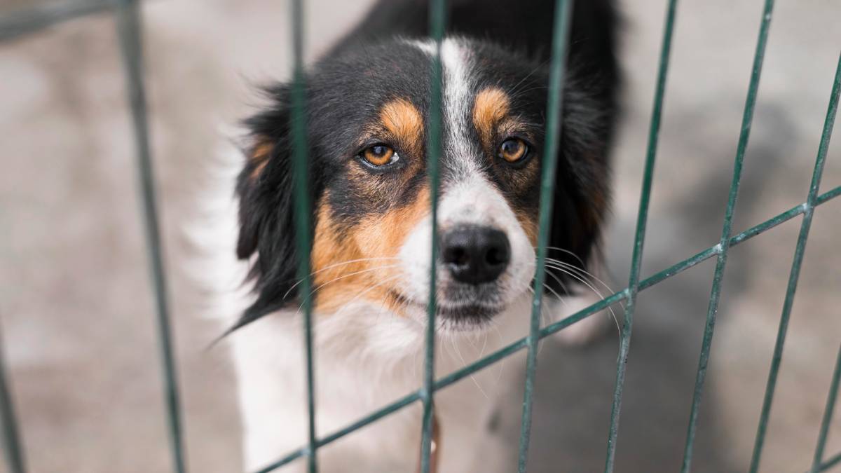 Em meio a uma revisão profunda nas políticas de segurança alimentar, o Ministério da Agricultura da China excluiu os cães da lista oficial de "animais de pecuária".