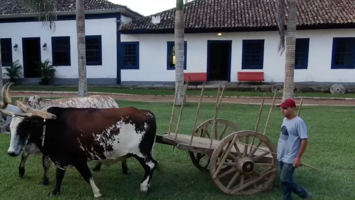 A colossal riqueza gerada pelo lucro do caro café trouxe finas louças da Europa aos rústicos confins e matas escuras interioranas.
