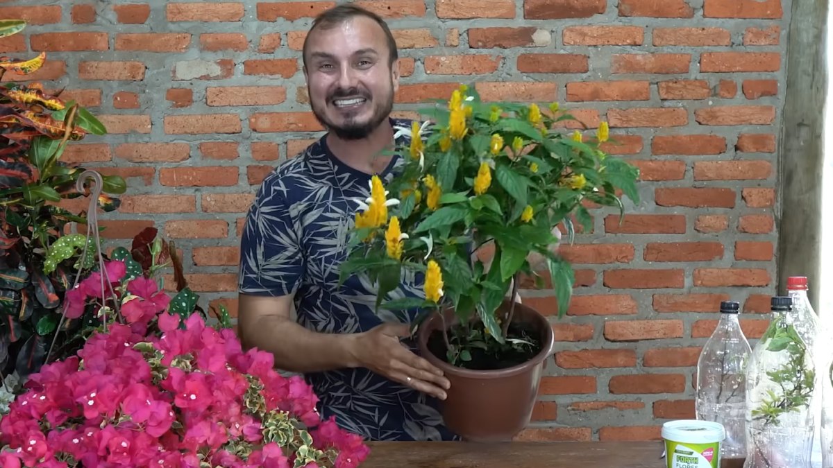 O método inovador utiliza uma garrafa PET e areia de construção para montar uma estufa caseira. Ela mantém a umidade ideal para o galho criar raízes fortes.
