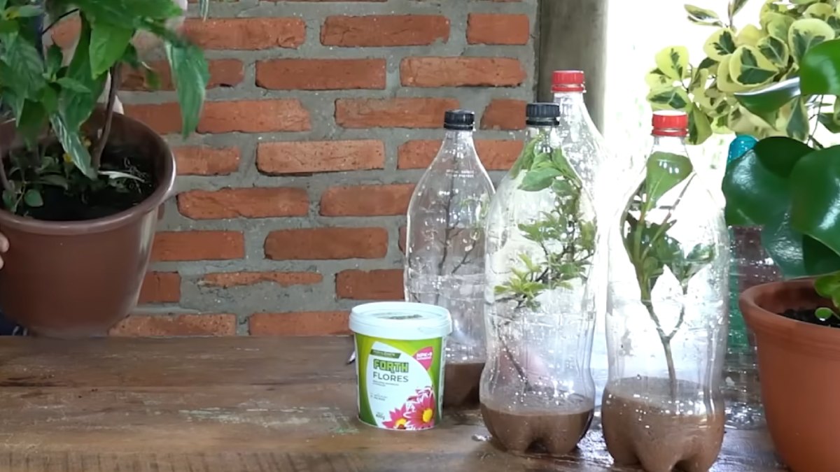 Preparar a estaca exige cortes precisos e a retirada atenta da maior parte das folhas. Isso evita a desidratação rápida e foca a energia no enraizamento.
