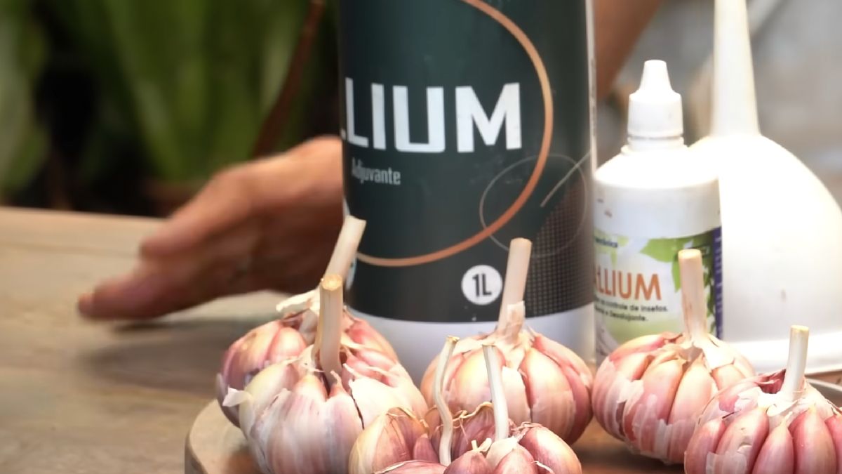 O alho aparece como uma ajuda caseira para afastar pragas e reforçar o cuidado diário com as plantas.