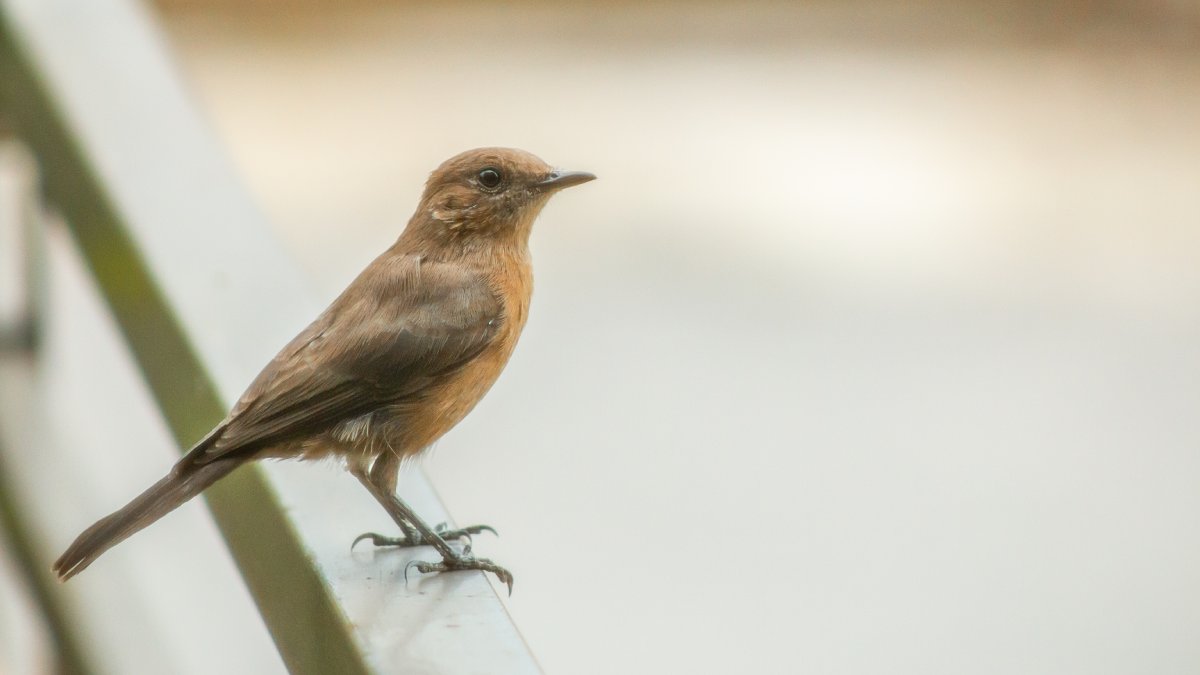 Como bioindicadores, os pássaros ajudam a mostrar a saúde do ecossistema ao redor da residência; além disso, o canto das aves contribui para reduzir o estresse e aumentar a sensação de bem-estar (Fotos: Freepik)
